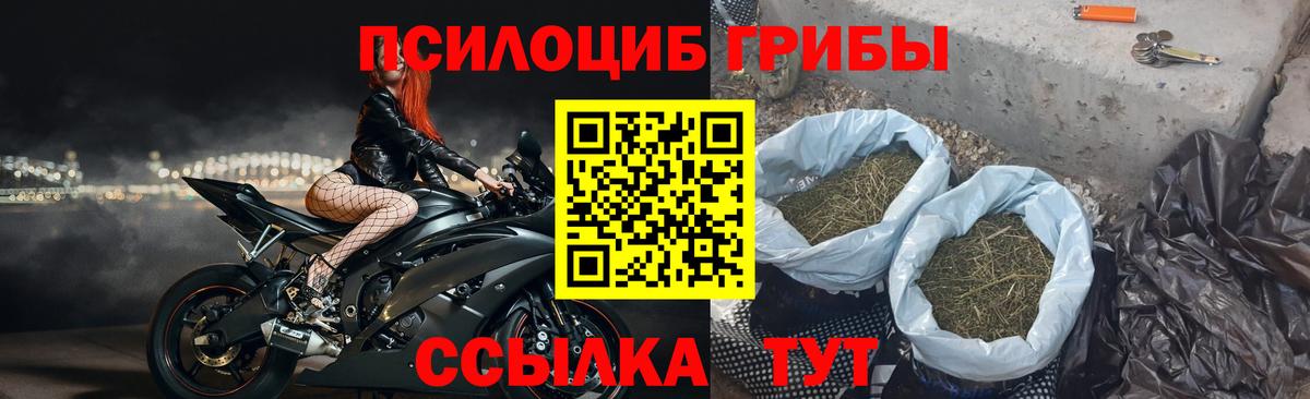 Псилоцибиновые грибы Psilocybe Малгобек